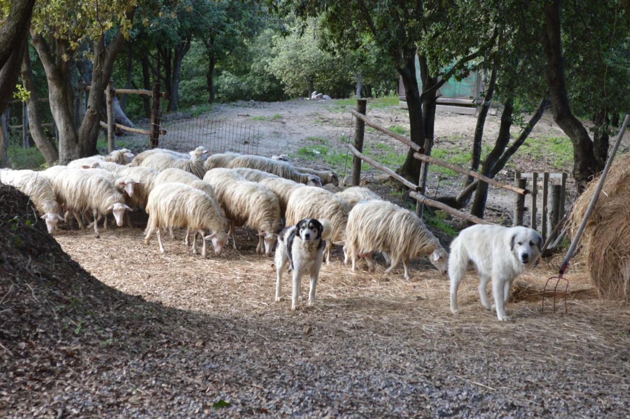 فيلا Bellavista Seggiano المظهر الخارجي الصورة