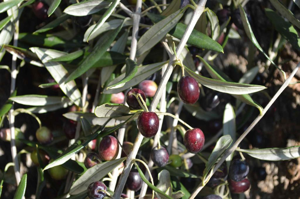 فيلا Bellavista Seggiano المظهر الخارجي الصورة